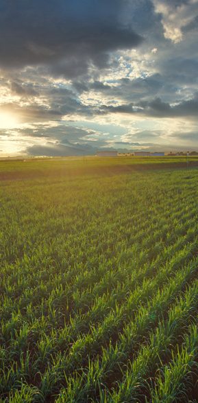 Sunrise over a sugarcane field in Belle Glade, Florida – agricultural land managed by the Sugar Cane Growers Cooperative of Florida